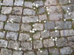 269-pavers-and-flowers